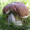 boletus reticolatus